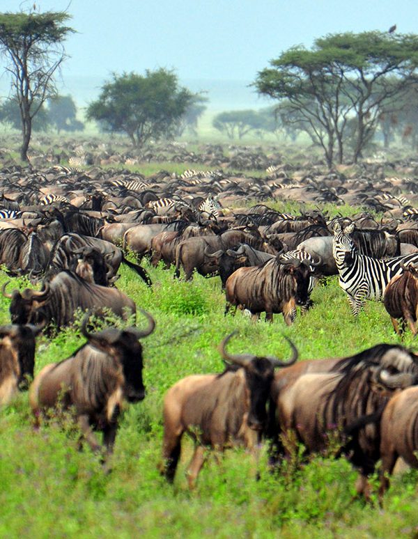 Zebra Safari’s