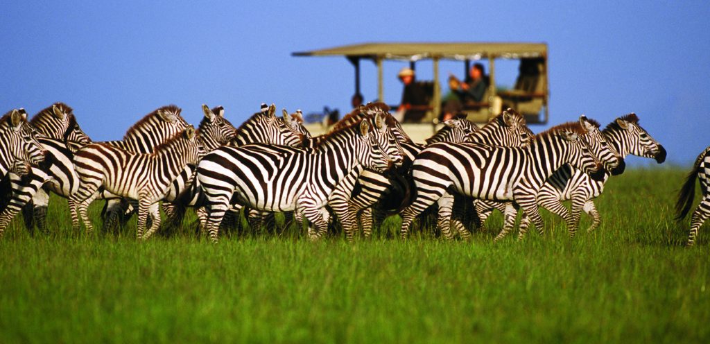 Zebra Safari's