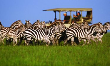 Zebra Safari's