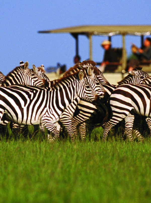 Zebra Safari's