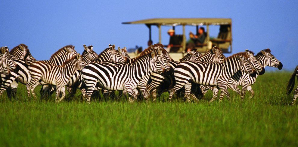 Zebra Safari's