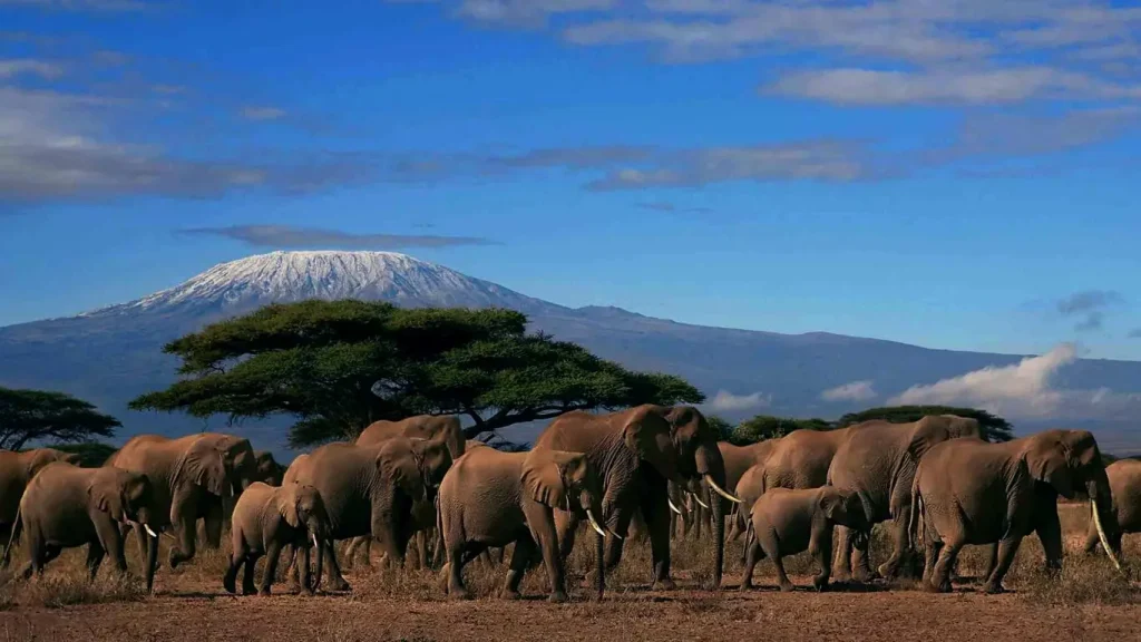Combined Kenya–Tanzania Safaris