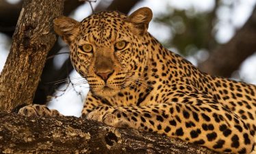 7-Day Tanzania Wildlife Safari