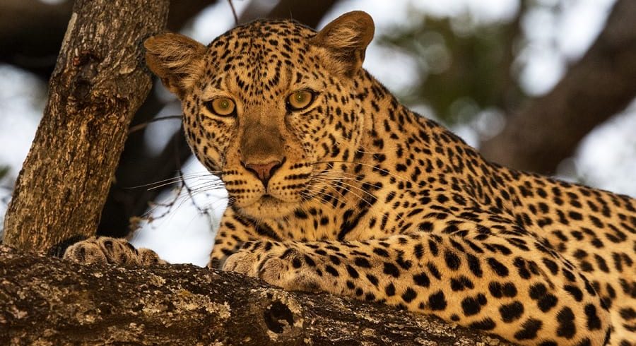 7-Day Tanzania Wildlife Safari