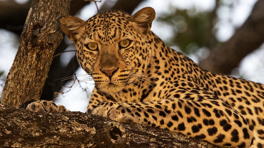 7-Day Tanzania Wildlife Safari