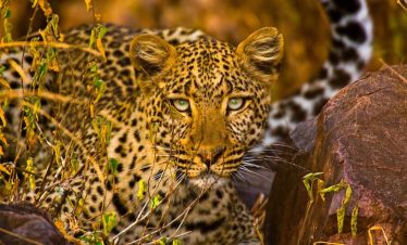 7 days safaris tours