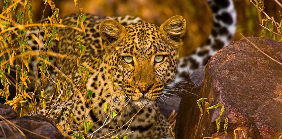 7 days safaris tours