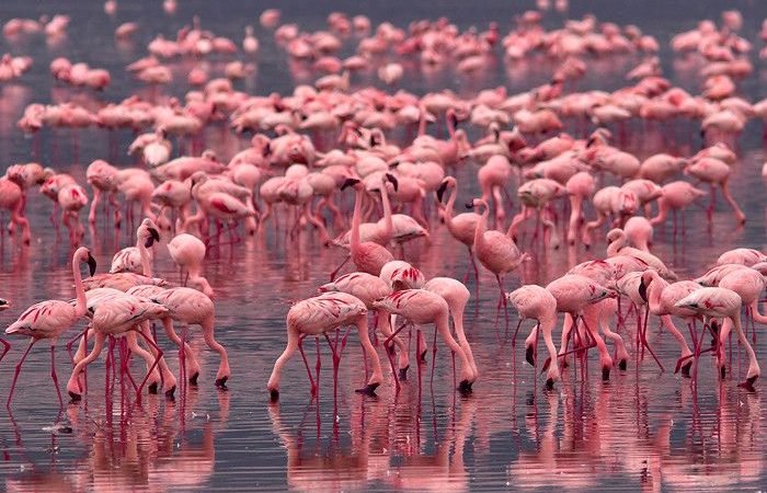 Flamingos at Lake Nakuru National Park, Kenya