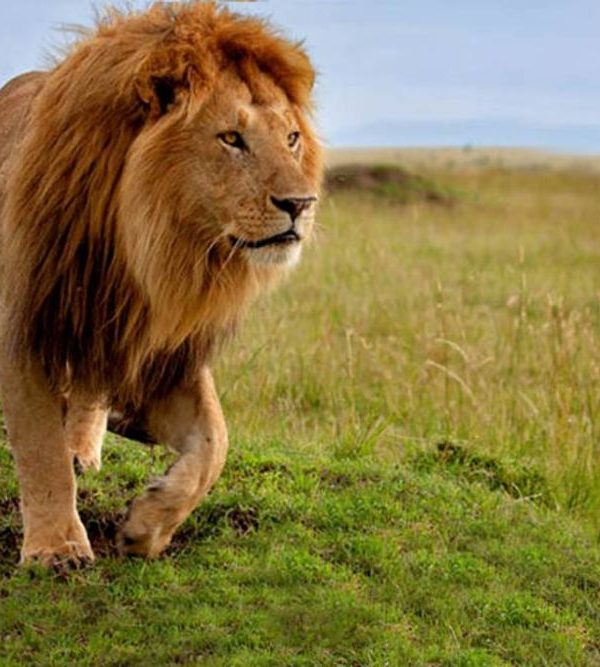 Private Safari Kenya