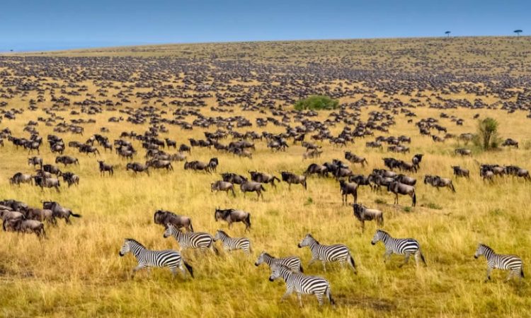 Wildebeest crossing the Mara River during the Great Migration