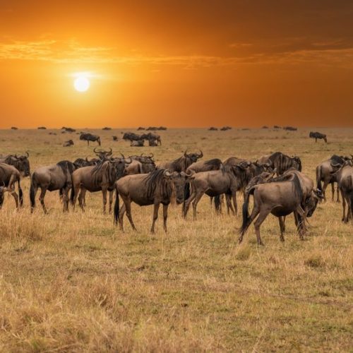 4 Days Best Masai Mara Group Joining Safari