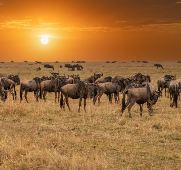 4 Days Best Masai Mara Group Joining Safari