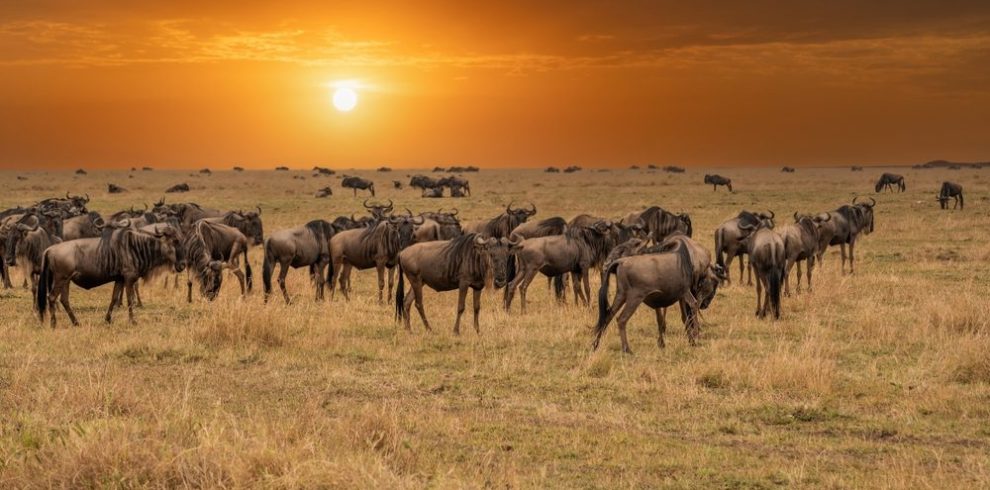 4 Days Best Masai Mara Group Joining Safari