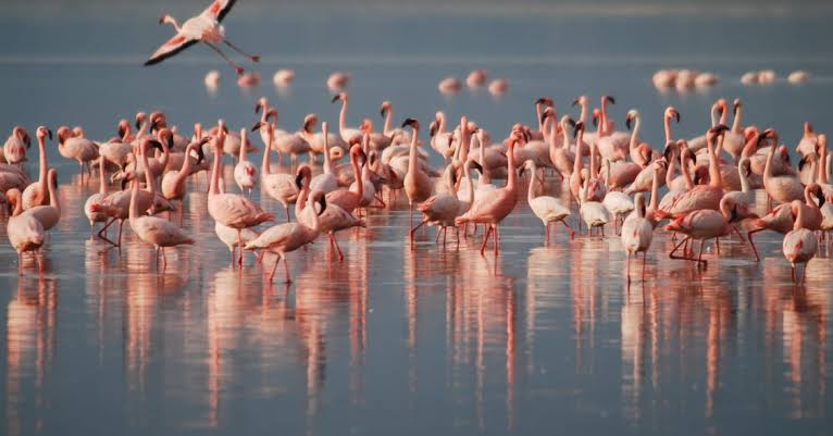 4 Days Thrilling Big Five Safari