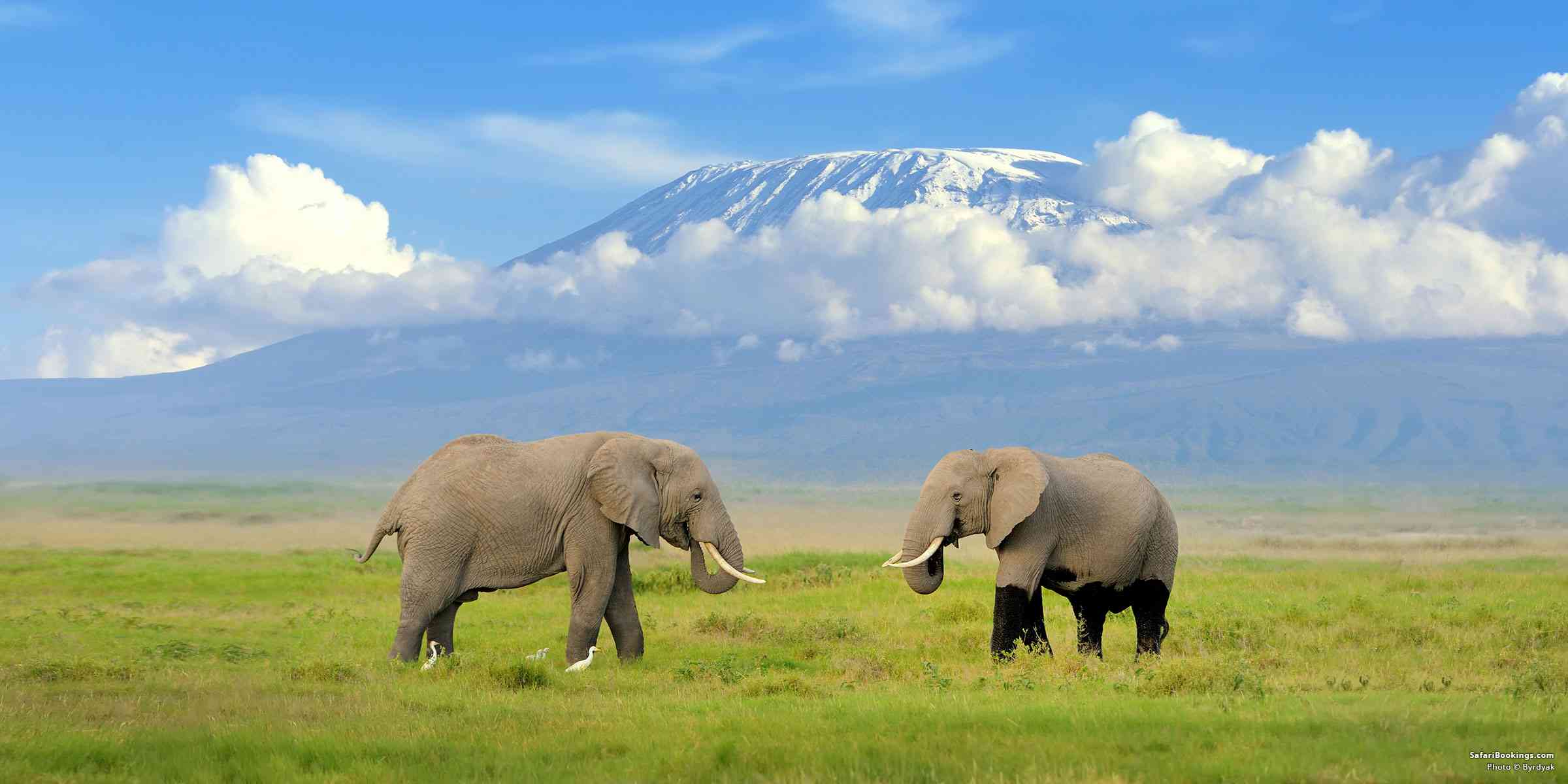 Amboseli Kenya safari with elephants and Mount Kilimanjaro