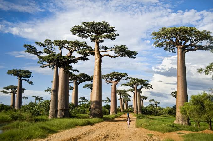 Tarangire Tanzania safari with elephants and baobab trees